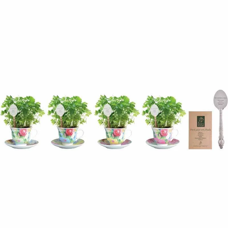 large travel mugs for summer drinks-Parsley Growing Set in Tea Cup