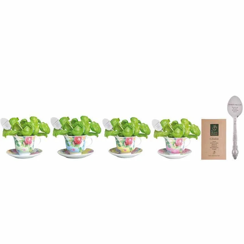 unique photo coffee mugs for family gifts-Basil Growing Set in Tea Cup