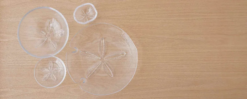 dinnerware set for picnics and BBQs-sand dollar collection