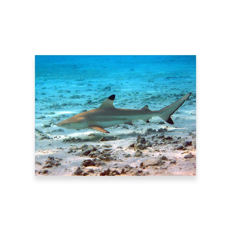 retro cityscape canvas prints for home-Black Tip Reef Shark