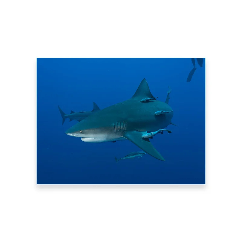 vintage photography wall prints-Bull shark and Remoras