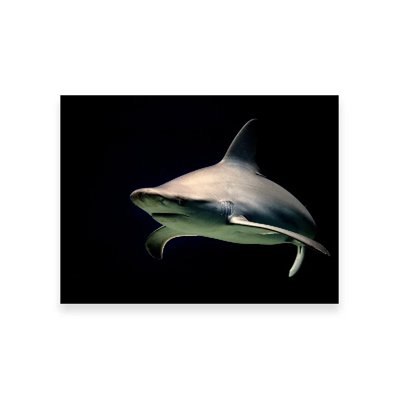 framed large abstract art for home-Bull Shark at Night