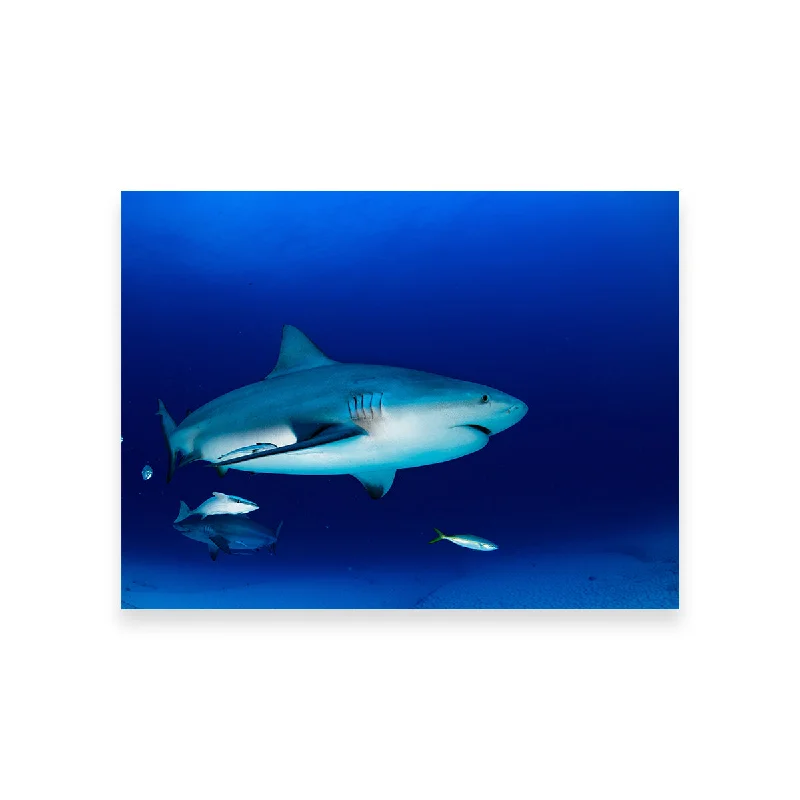 playful cityscape wall art-Bull Shark in the Blue Ocean